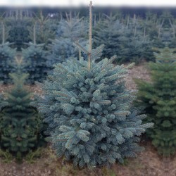 Blue Spruce 150-175 cm