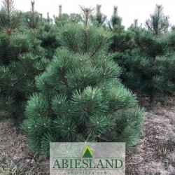 Austrian Black Pine 150 - 175 cm